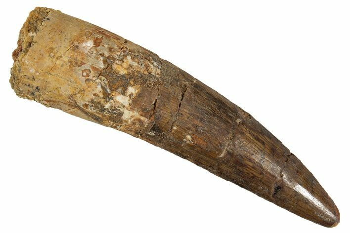 Fossil Spinosaurus Tooth - Real Dinosaur Tooth #344588